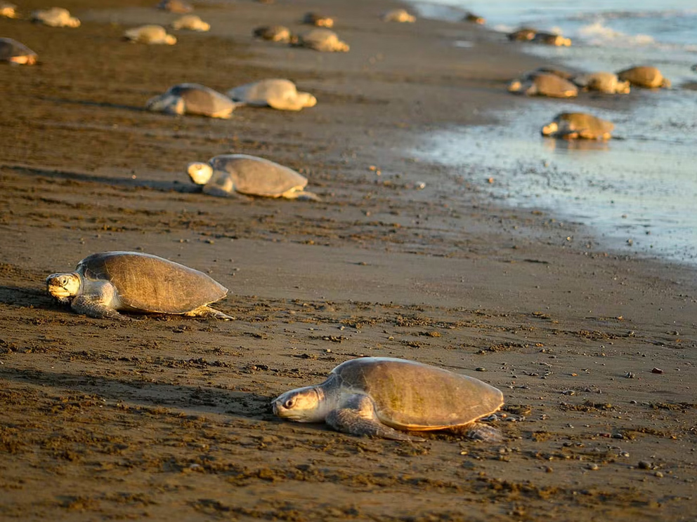 Turtle nesting viewing