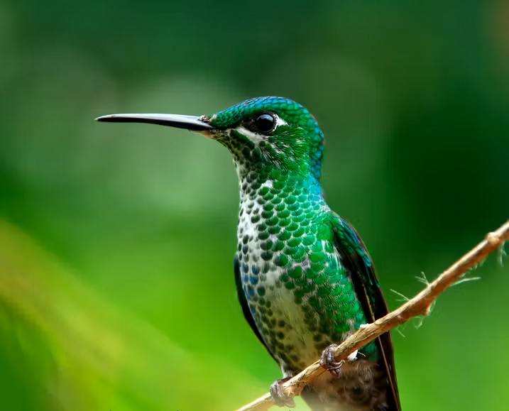 CPI Monteverde